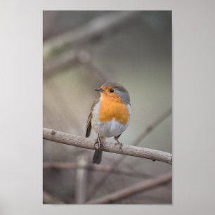 Poster Robin Wildlife Photo