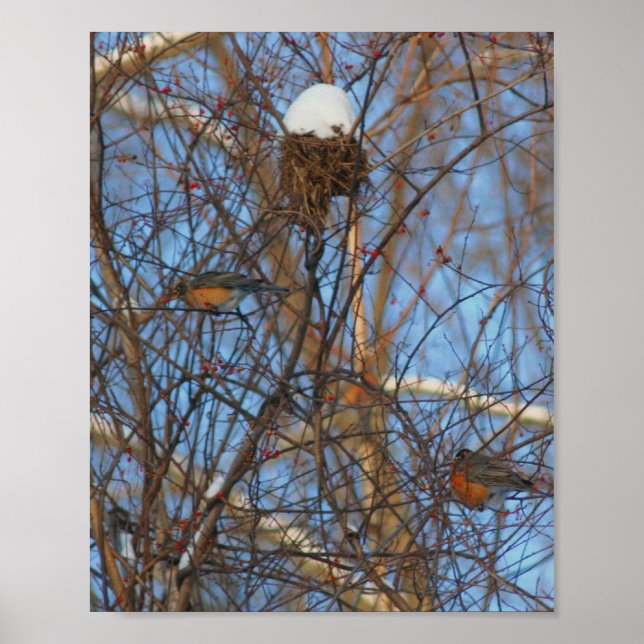 Poster Robins de inverno Snowy Nest (Frente)