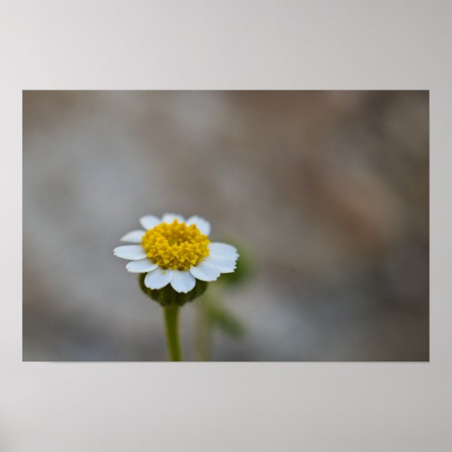 Poster Rock Daisy (Frente)
