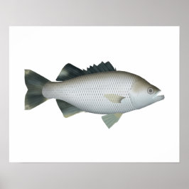 Poster Rock Flagtail