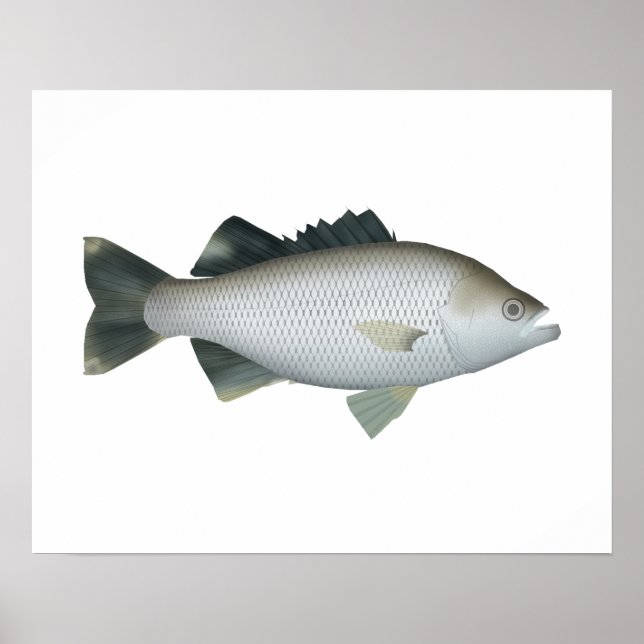 Poster Rock Flagtail (Frente)