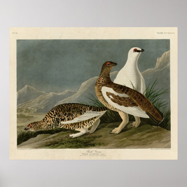 Poster Rock Grous (Ptarmigan), Aves da América de Audubon (Frente)