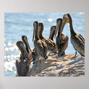 Pôster Rock Pelicano