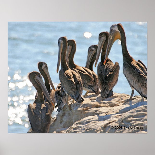 Pôster Rock Pelicano (Frente)