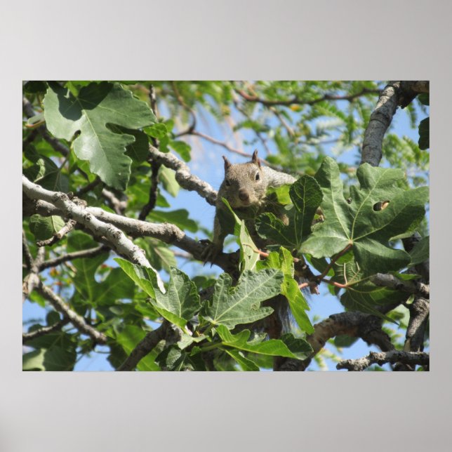 Pôster Rock Squirrel (Frente)
