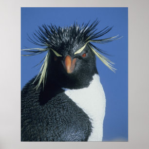 Pôster Rockhopper Penguin (Eudyptes chrysocome)