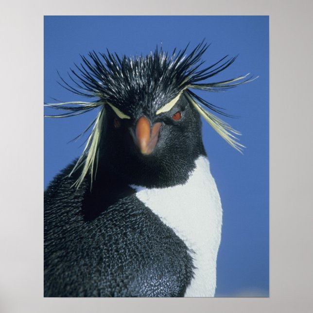 Pôster Rockhopper Penguin (Eudyptes chrysocome) (Frente)
