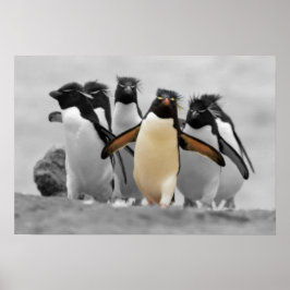 Poster Rockhopper Penguins