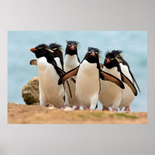 Poster Rockhopper Penguins de 8,99