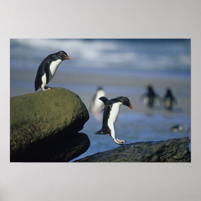 Poster Rockhopper Penguins, Eudyptes chrysocome), (Frente)