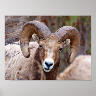 Poster Rocky Mountain Bighorn Shea