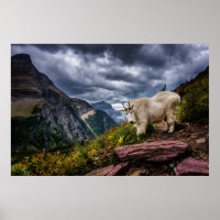 Rocky Mountain Goat
