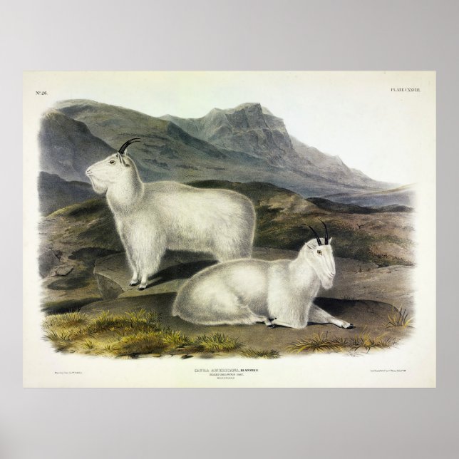 Poster Rocky Mountain Goat (Americana de Capra por Audubo (Frente)