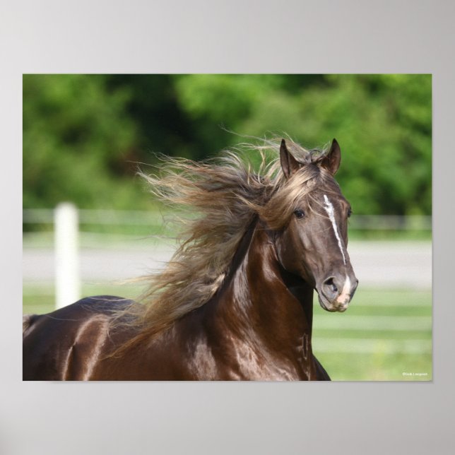 Poster Rocky Mountain Horse Stallion Headshot (Frente)