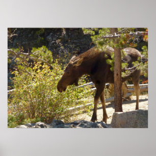 Poster Rocky Mountain Moose