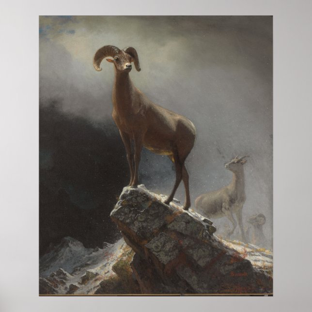 Poster Rocky Mountain Sheep ou Big Horn, Ovis, Montana, c (Frente)