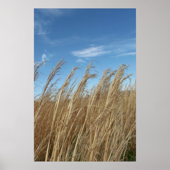 Poster Roda (Frente)