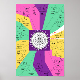Poster Roda genética do códon dos aminoácidos