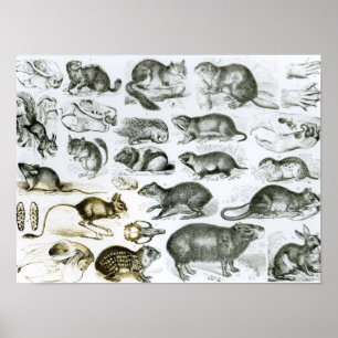 Pôster Rodentia-Roedores ou animais de roedura