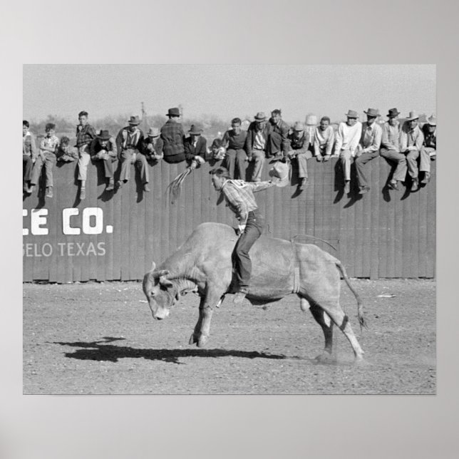 Poster Rodeo Bull Rider, 1940. Vintage Photo (Frente)
