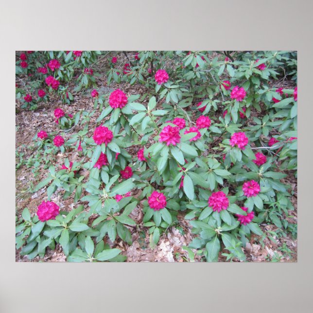 Poster Rododendro (Frente)