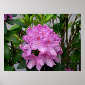 Poster Rododendro