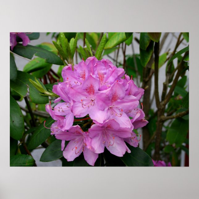 Poster Rododendro (Frente)