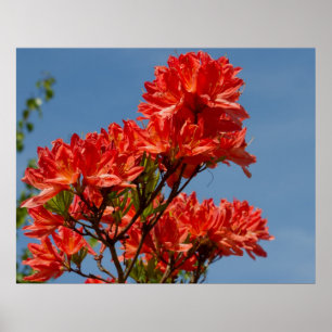 Pôster "Rododendro alaranjado "