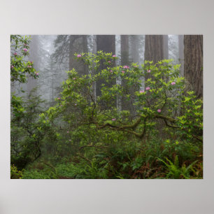 Poster Rododendro no Parque Nacional Redwood Califórnia