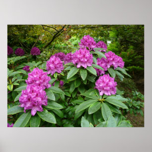 Poster Rododendro Ponticum