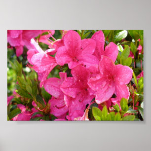 Pôster Rododendros cor-de-rosa