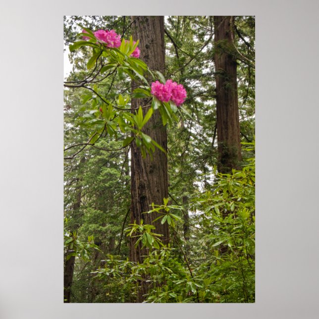 Pôster Rododendros em flor com árvores de sequóia costeir (Frente)
