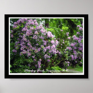Pôster Rododendros Roxos