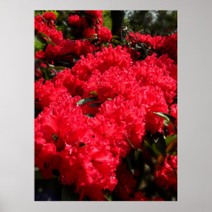 Poster Rododendros vermelhos 1