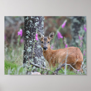 Poster Roe Deer