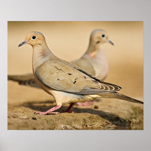 Poster Rola-carpideira (Frente)