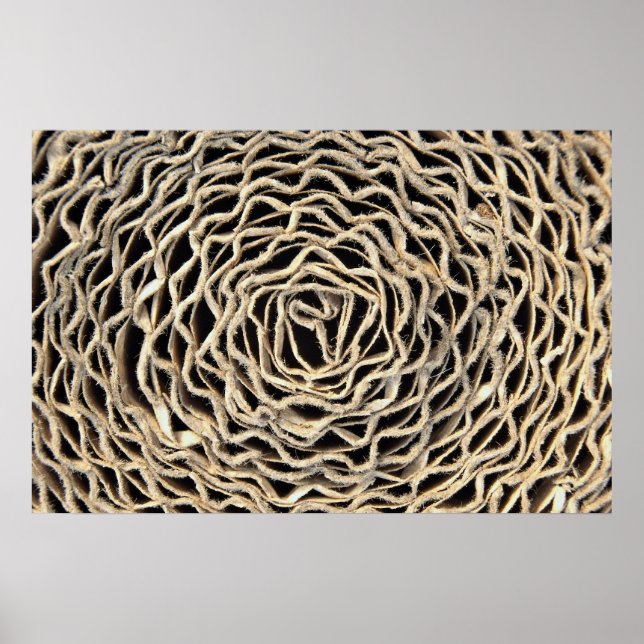 Pôster Roll de papel ondulado (Frente)