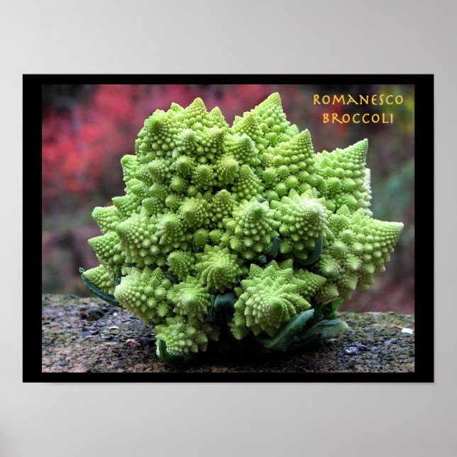 Poster Romanesco Broccoli Vegetal (Frente)