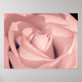 Poster Romantic Pink Rose Flower Archival Art