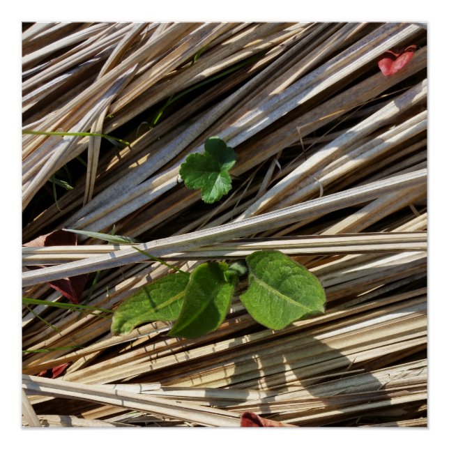 Pôster romper (Frente)