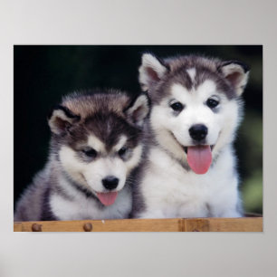 Poster ronco do filhote de cachorro