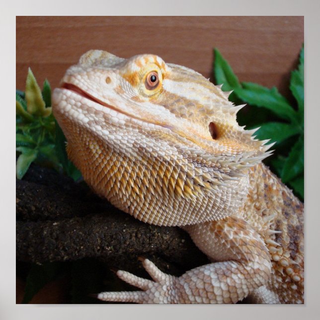 Poster Ronnie 2 (Frente)