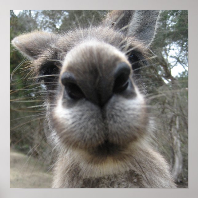 Pôster Roo Bob (Frente)