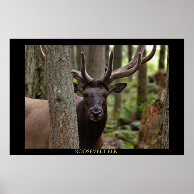 Pôster Roosevelt Elk (Frente)