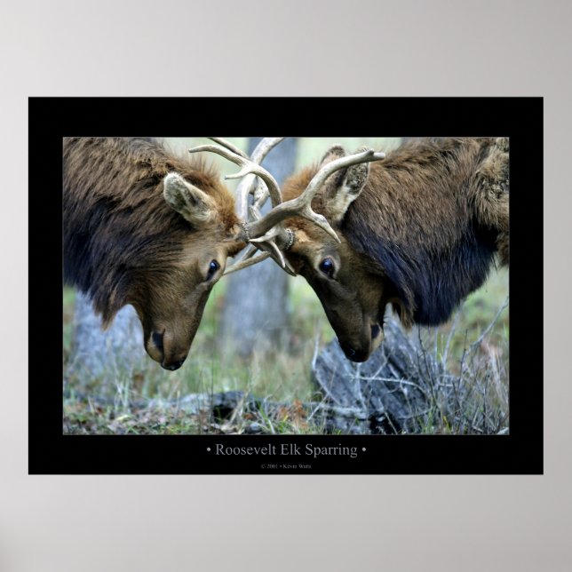 Pôster Roosevelt Elk Sparring (Frente)