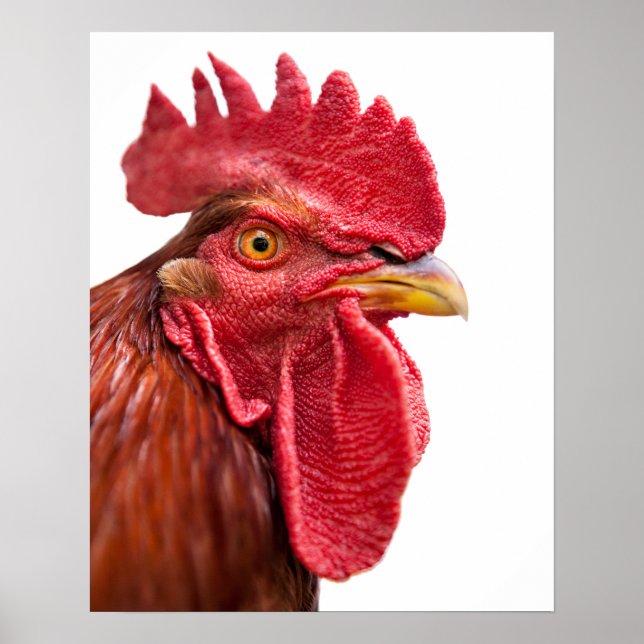 Poster Rooster Face (Frente)