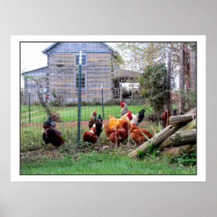 Pôster Rooster Farm