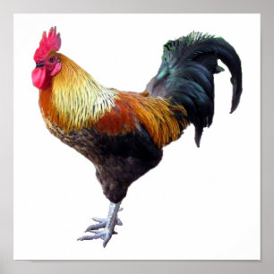 Pôster Rooster Plain