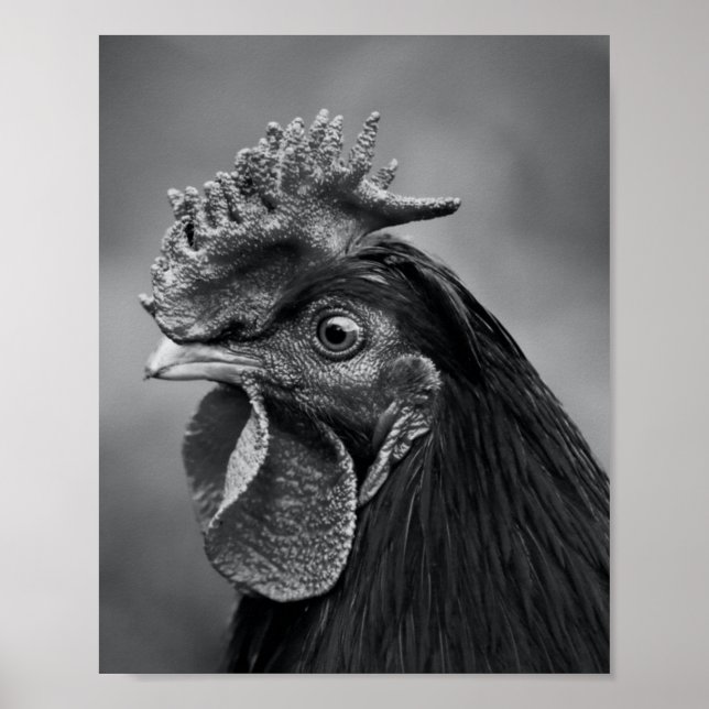 Poster Rooster Preto e Branco (Frente)