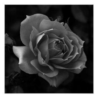 Pôster Rosa